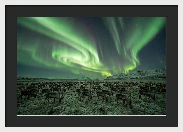 Reindeer Under Northern Lights
