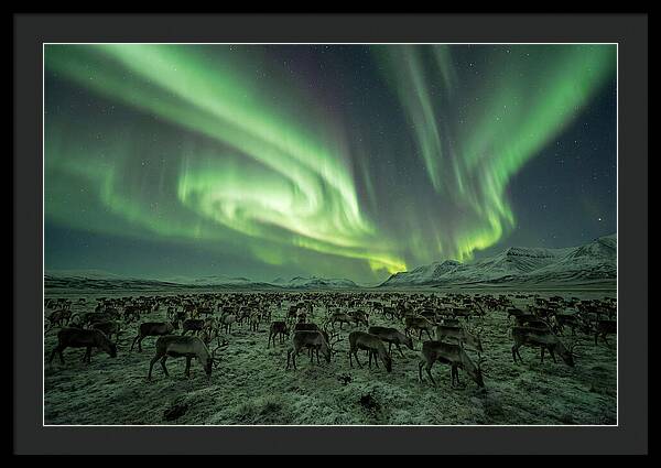 Reindeer Under Northern Lights