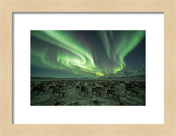 Reindeer Under Northern Lights