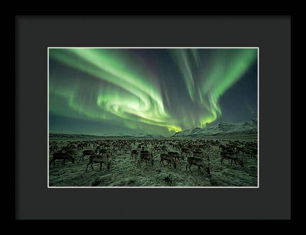 Reindeer Under Northern Lights