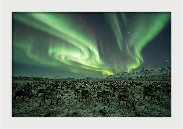 Reindeer Under Northern Lights