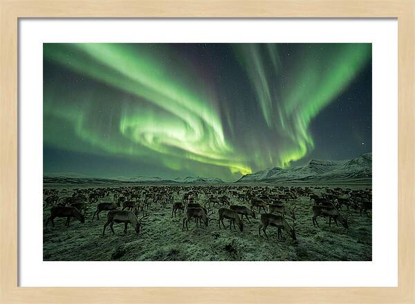 Reindeer Under Northern Lights
