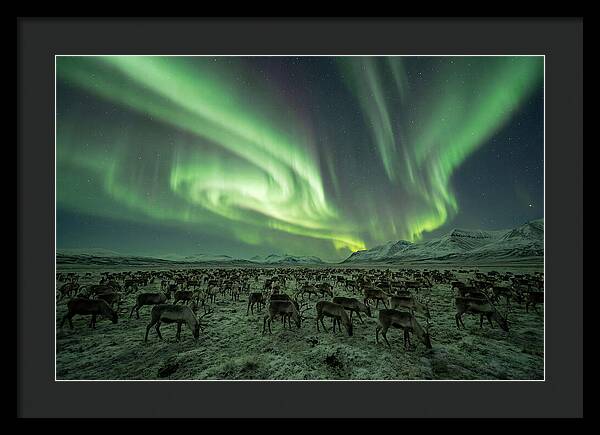 Reindeer Under Northern Lights