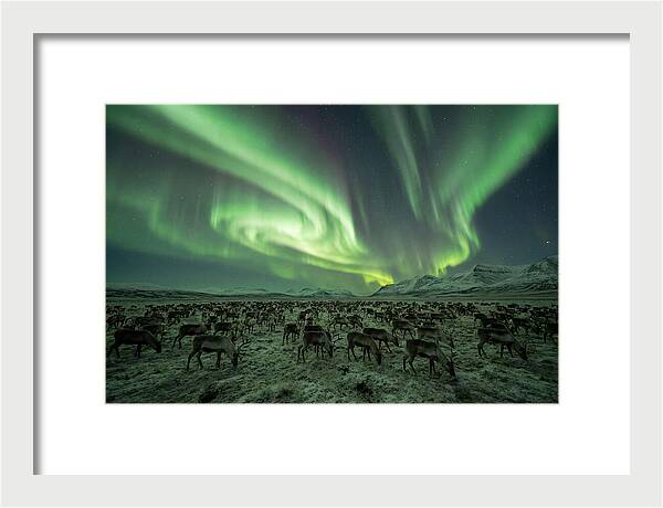 Reindeer Under Northern Lights