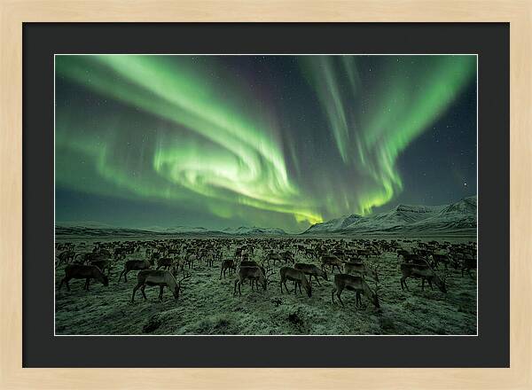 Reindeer Under Northern Lights