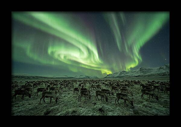Reindeer Under Northern Lights