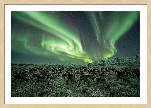 Reindeer Under Northern Lights