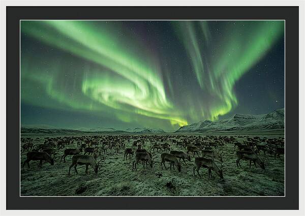 Reindeer Under Northern Lights