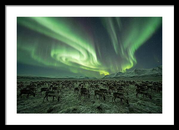 Reindeer Under Northern Lights
