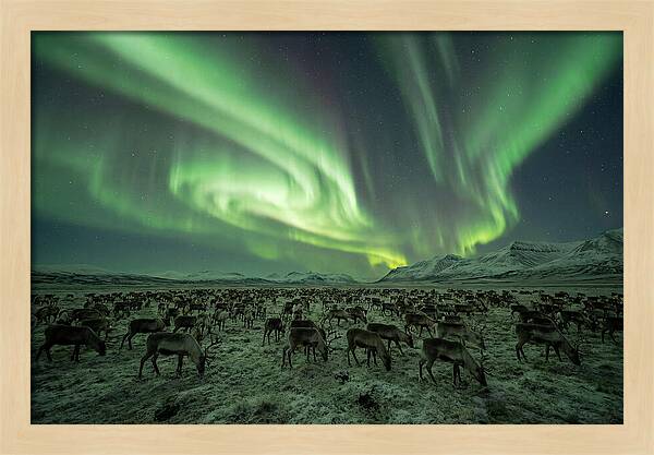 Reindeer Under Northern Lights