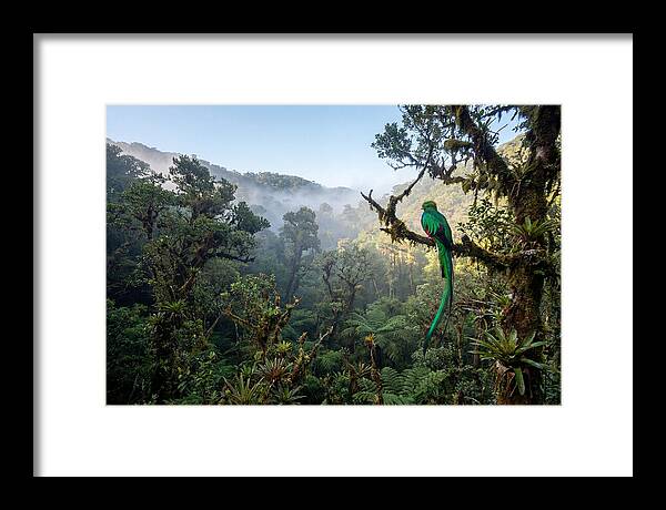 Resplendent Quetzal In Misty Forest