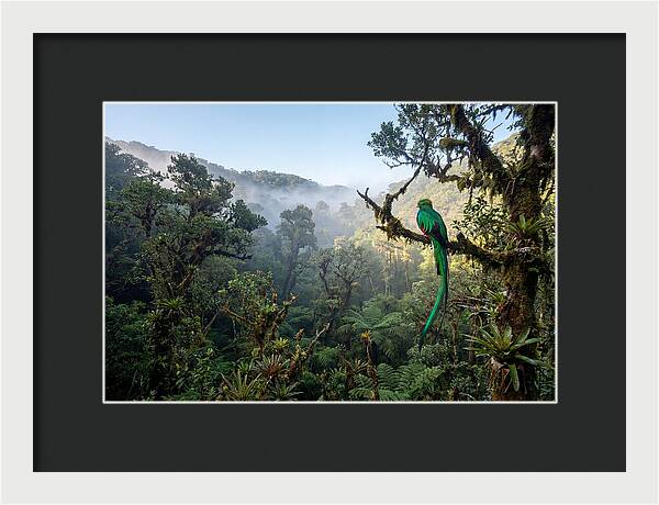 Resplendent Quetzal In Misty Forest