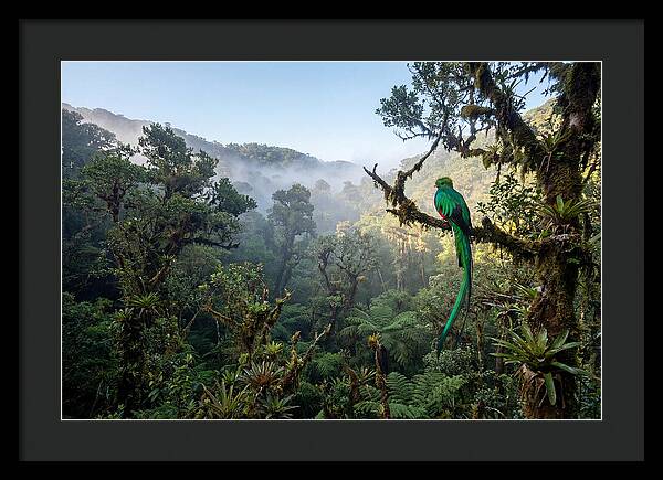 Resplendent Quetzal In Misty Forest