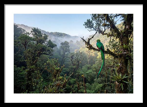 Resplendent Quetzal In Misty Forest