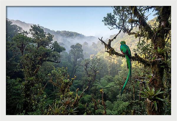 Resplendent Quetzal In Misty Forest