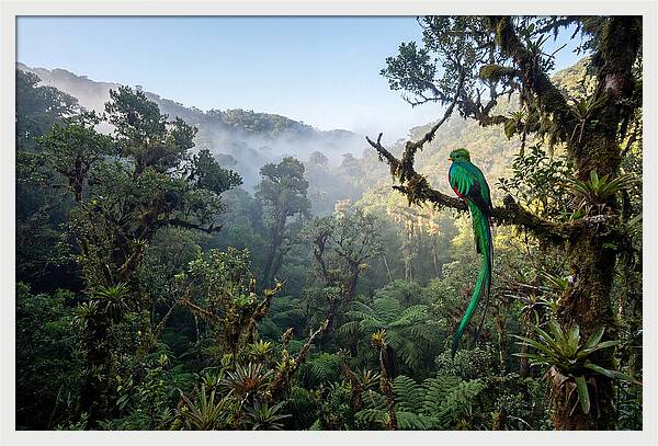 Resplendent Quetzal In Misty Forest