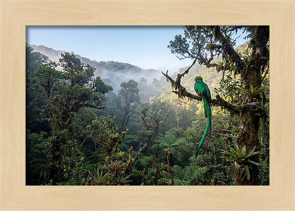 Resplendent Quetzal In Misty Forest