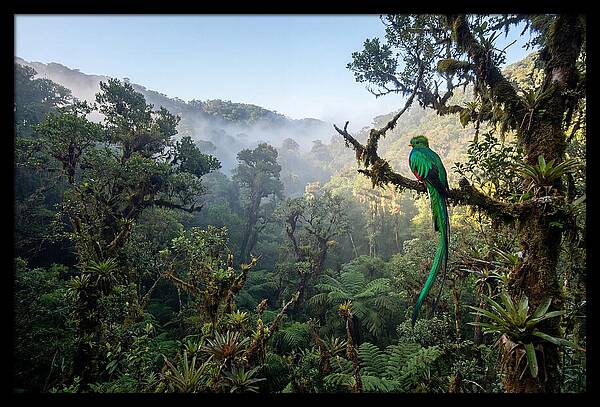 Resplendent Quetzal In Misty Forest