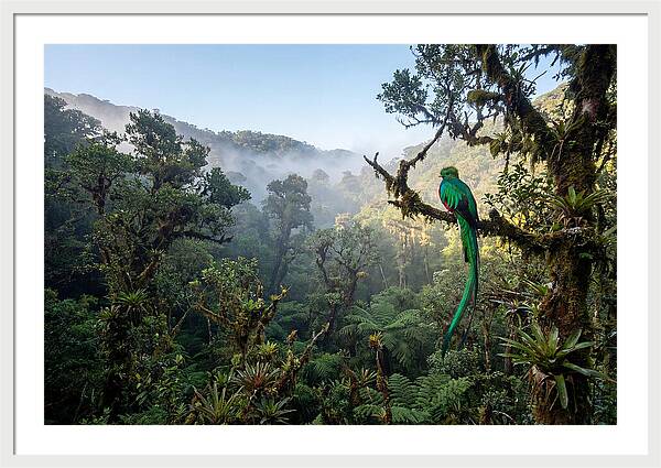 Resplendent Quetzal In Misty Forest