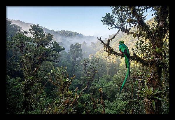 Resplendent Quetzal In Misty Forest