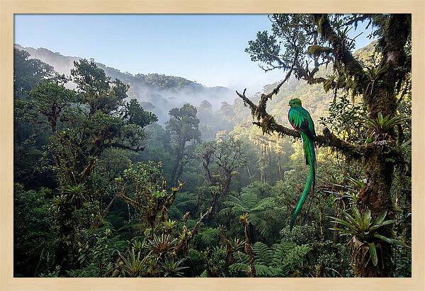 Resplendent Quetzal In Misty Forest
