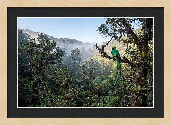 Resplendent Quetzal In Misty Forest