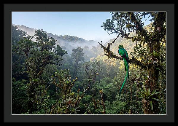 Resplendent Quetzal In Misty Forest
