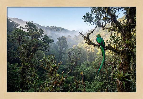 Resplendent Quetzal In Misty Forest