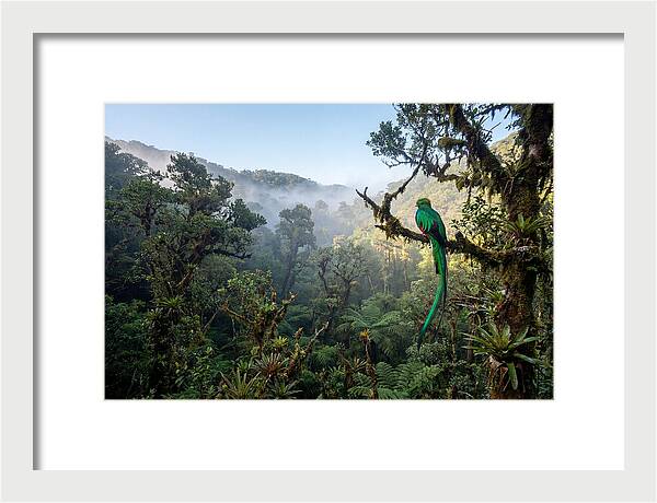 Resplendent Quetzal In Misty Forest