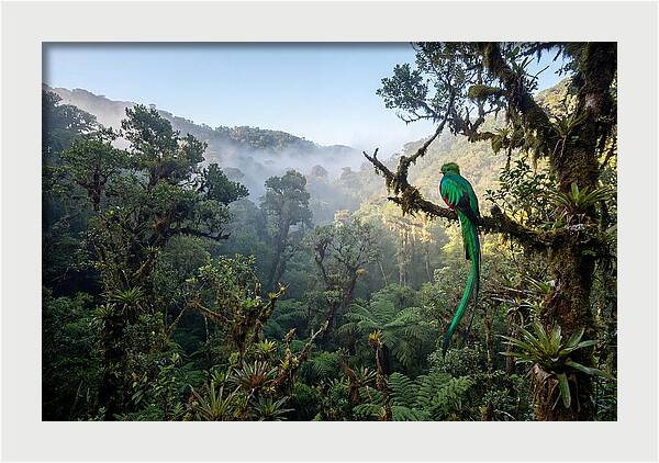 Resplendent Quetzal In Misty Forest