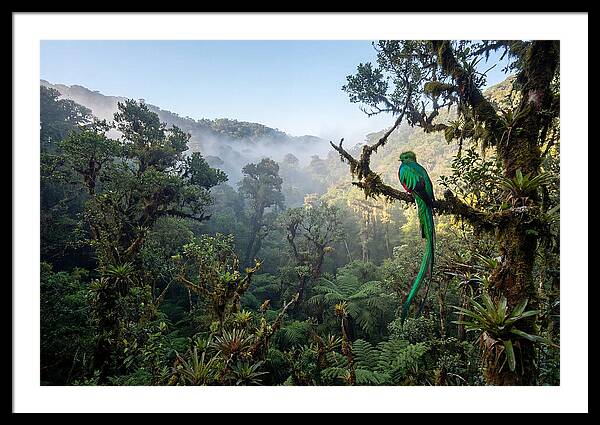 Resplendent Quetzal In Misty Forest