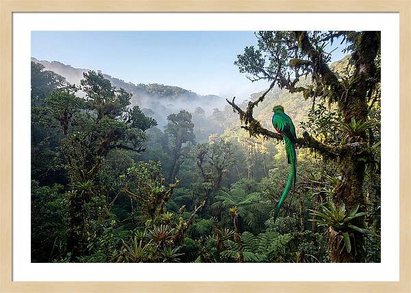 Resplendent Quetzal In Misty Forest