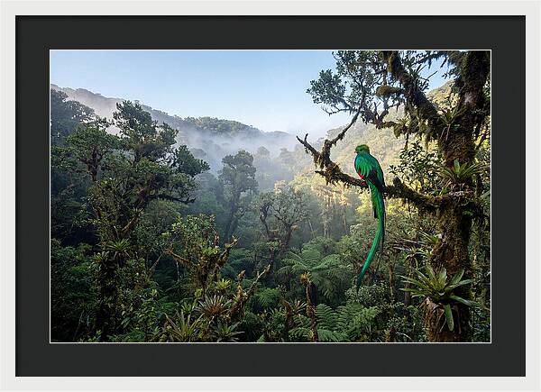 Resplendent Quetzal In Misty Forest