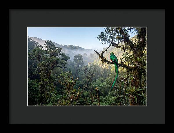 Resplendent Quetzal In Misty Forest