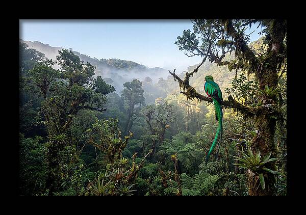 Resplendent Quetzal In Misty Forest
