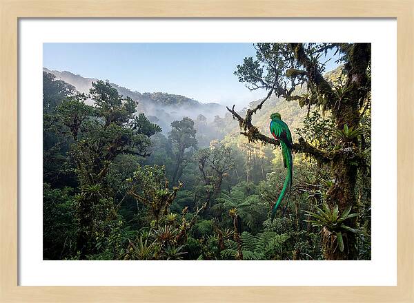 Resplendent Quetzal In Misty Forest