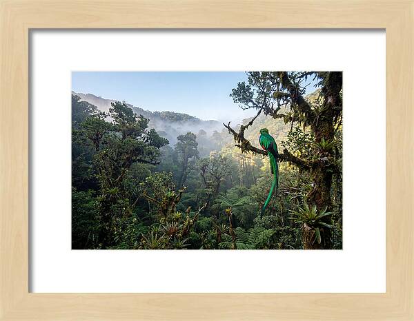 Resplendent Quetzal In Misty Forest