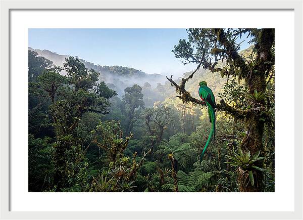 Resplendent Quetzal In Misty Forest