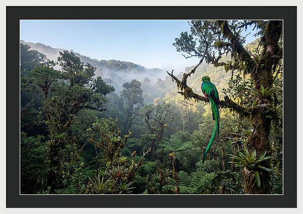 Resplendent Quetzal In Misty Forest