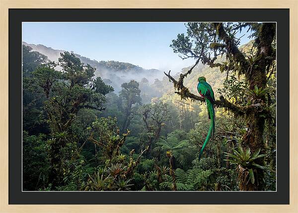 Resplendent Quetzal In Misty Forest