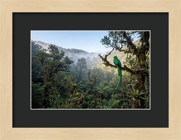 Resplendent Quetzal In Misty Forest