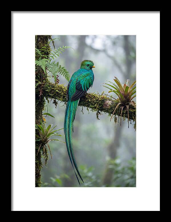 Resplendent Quetzal Perched Gracefully