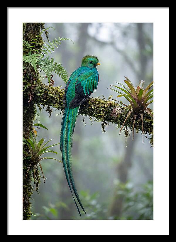 Resplendent Quetzal Perched Gracefully