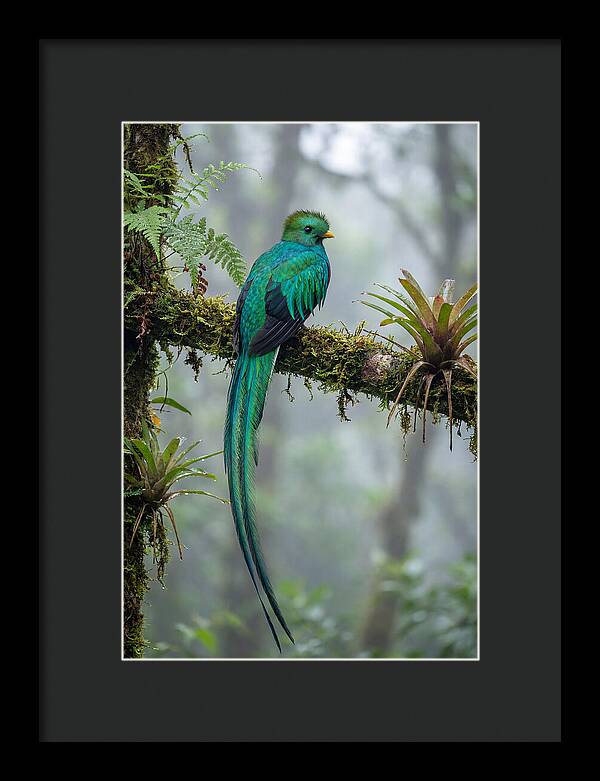 Resplendent Quetzal Perched Gracefully