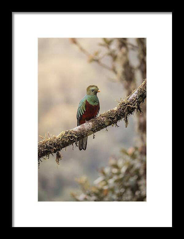 Resplendent Quetzal Perched Gracefully