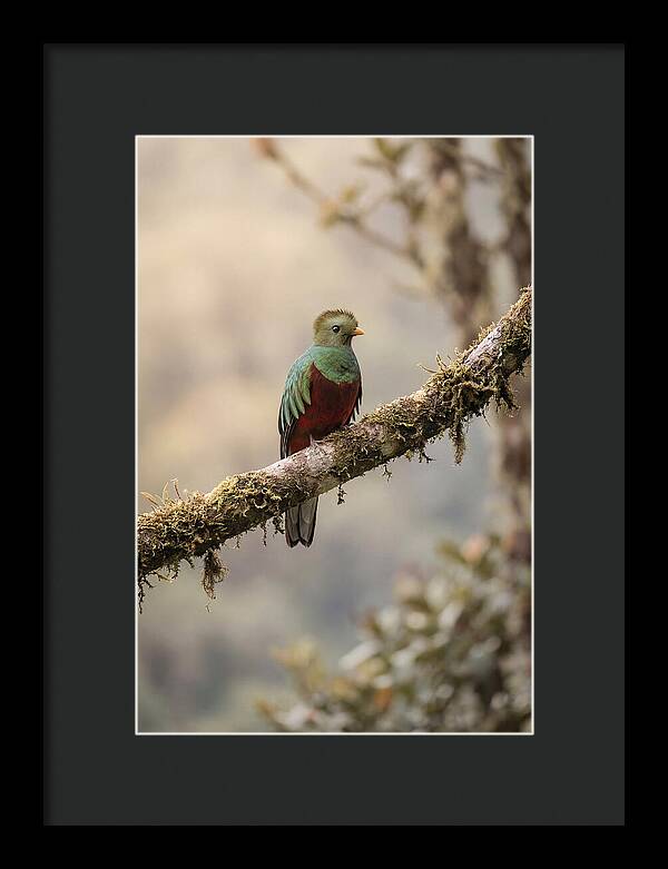 Resplendent Quetzal Perched Gracefully