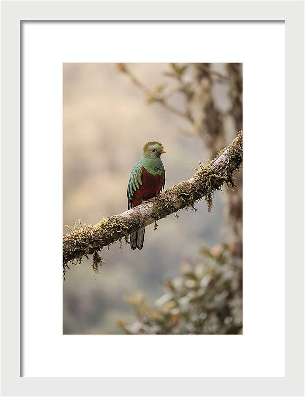 Resplendent Quetzal Perched Gracefully