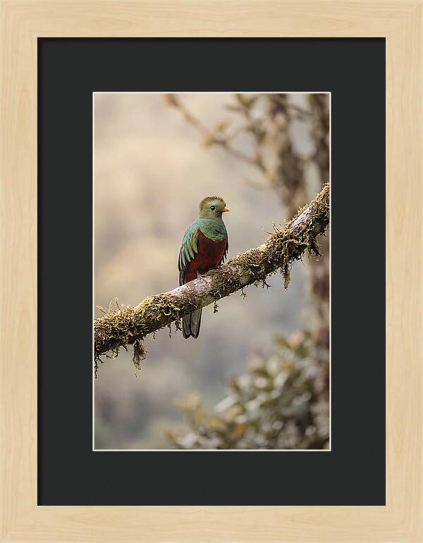 Resplendent Quetzal Perched Gracefully