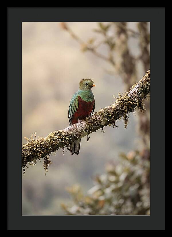 Resplendent Quetzal Perched Gracefully