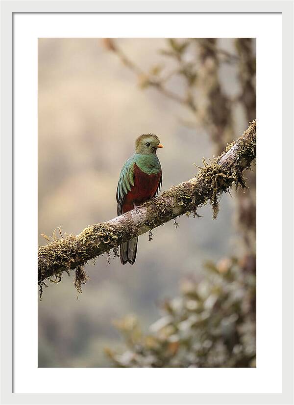 Resplendent Quetzal Perched Gracefully